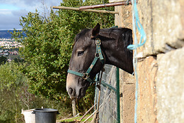 QUINTA DA MATA