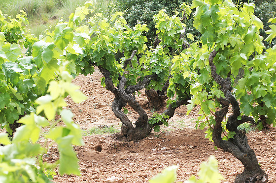 BODEGAS MALACUERA - photo 3