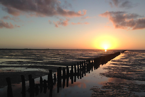 Wadlopen Pieterburen - photo 1