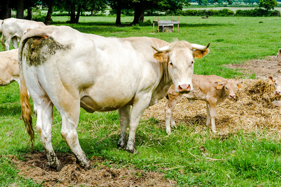 Domaine des parisses - photo 5