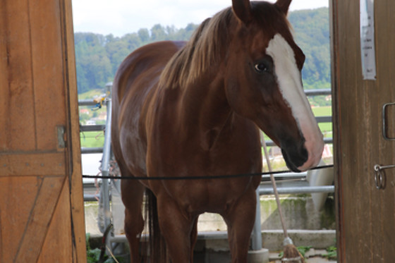 BnB Essertine / Christine Chassot - photo 6