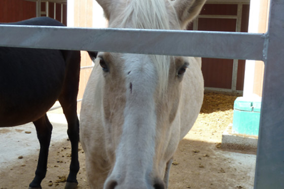 Zucht- und Reitstall Gentinetta - photo 9