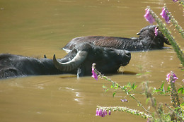Parc animalier d'Ecouves