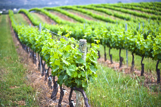 BODEGAS CAÑALVA - photo 4