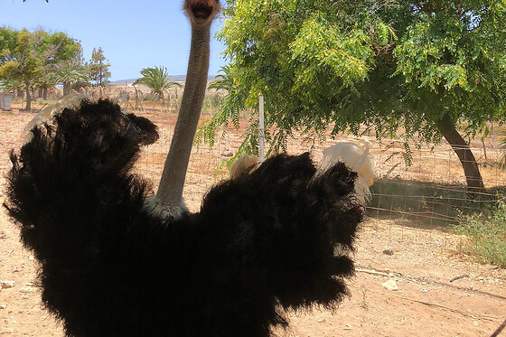 FINCA AVESTRUZ - photo 3