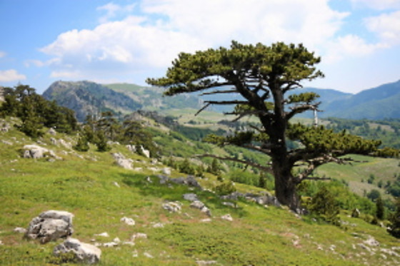 Il Terrazzo sul Sinni - photo 2