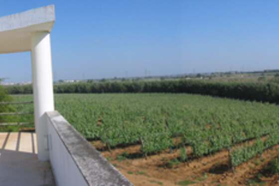 QUINTA DO CARNEIRO - photo 3