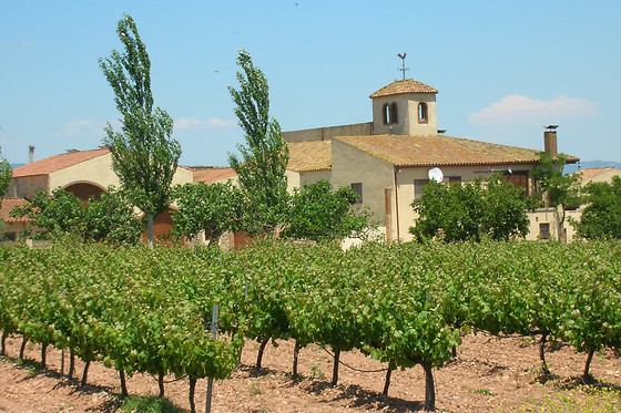 CELLER JOSEP FORASTER - photo 0