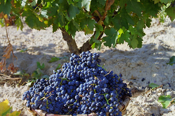 BODEGA BRIEGO - photo 2