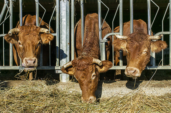 Domaine de la Trille - photo 6