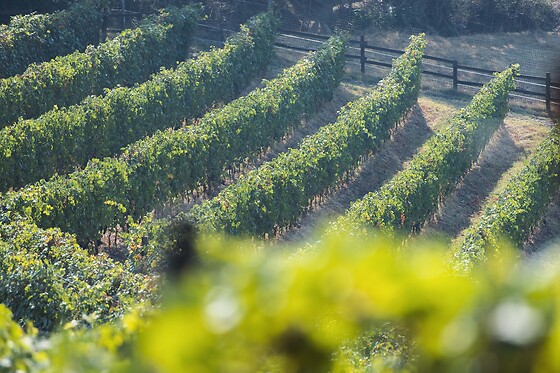 Azienda Agrituristica Dai Dellerba - photo 10