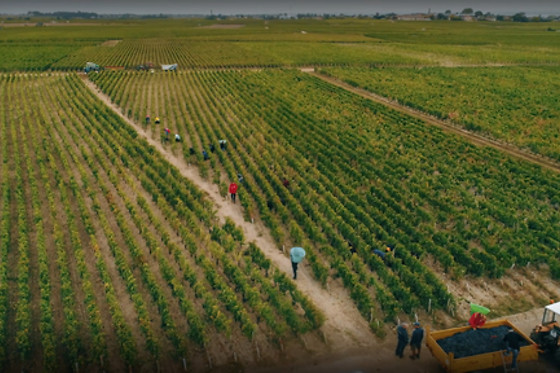 LA ROSE PAUILLAC - photo 1