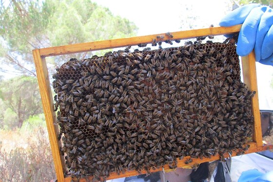 A Apicultora na Terra das Abelhas - photo 14
