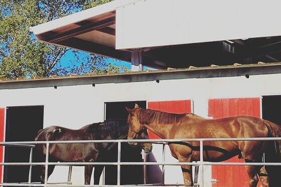 QUINTINHA PEDAGÓGICA DE CANELAS | CENTRO EQUESTRE COUTO PEREIRA - photo 3