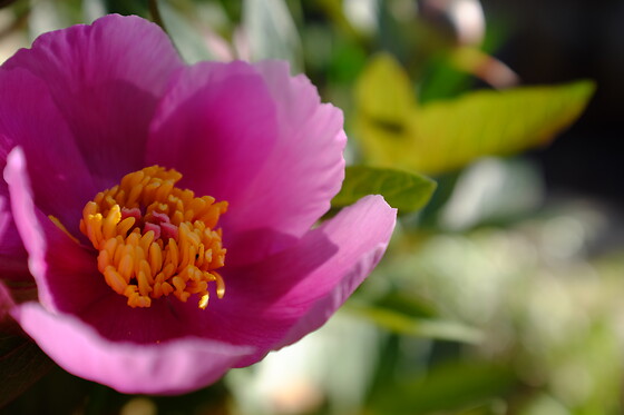JARDIN BOTANICO DE SOLLER - photo 15