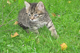 Chlosterhof
