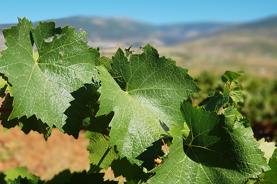 CORTIJO EL CURA ECO-BODEGA - photo 0