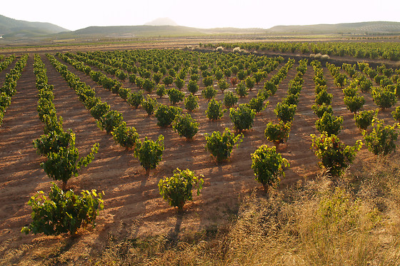 BODEGAS CONTRERAS - photo 1