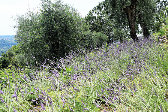 La Bastide Isnard - photo 2