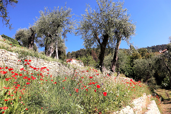 La Bastide Isnard - photo 4