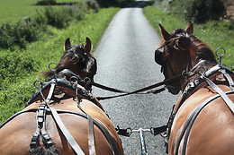DOÑANA A CABALLO