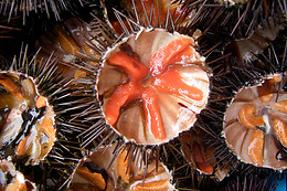 TELA MARINERA
