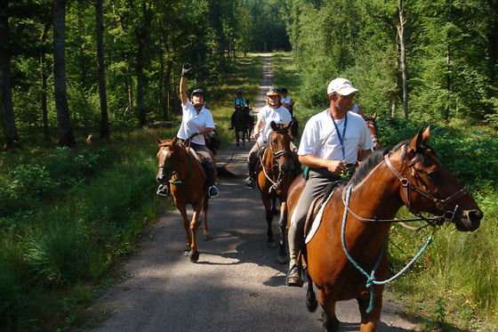 Zucht- und Reitstall Gentinetta - photo 12