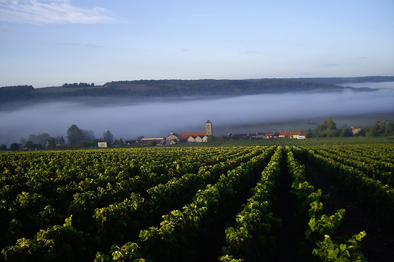Champagne Pierre Laurent - photo 6