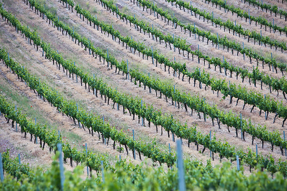 BODEGA FINCA CARDABA - photo 6