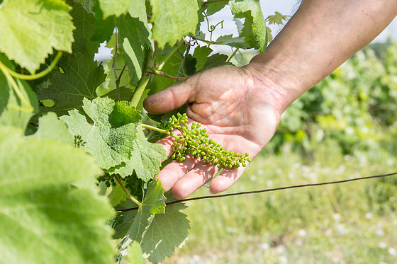 Château Clos Mignon - photo 9