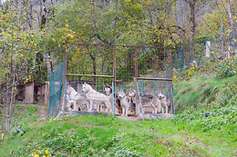 Elevage canin du clos de la vallée blanche