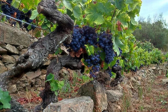 BODEGAS PETRÓN - photo 17