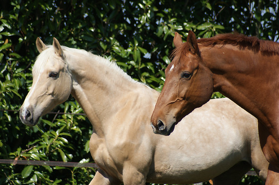 La houssine - photo 2