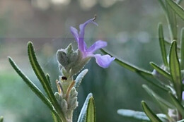 JARDIN BOTANICO DE SOLLER
