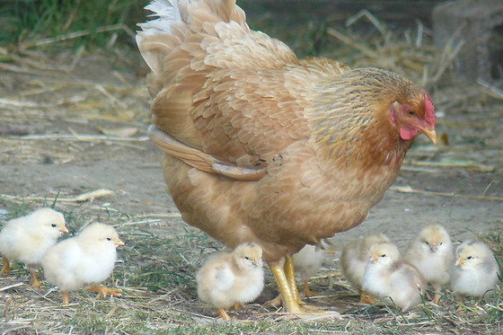 La ferme pédagogique - photo 3
