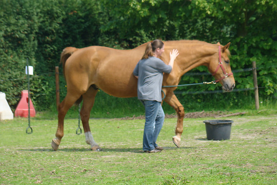 Equicoaching International - photo 0