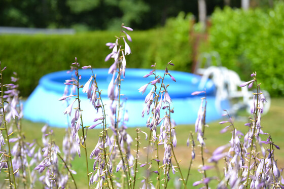 The Little Paradise - photo 2