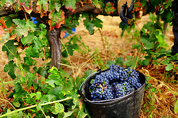 HERDADE DE COELHEIROS