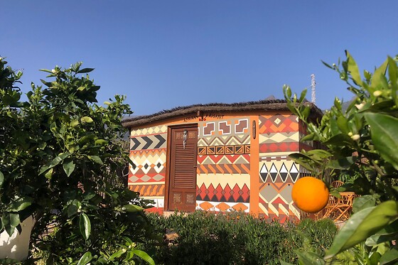 AFRIKAN KRISANT TENERIFE - photo 0