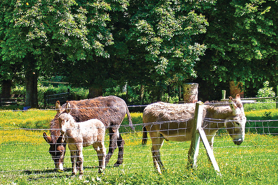 Le Clos Cacheleux - photo 2