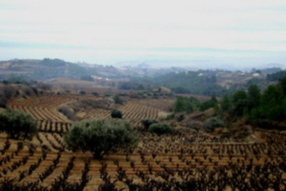BODEGA MIQUEL JANÉ - photo 9